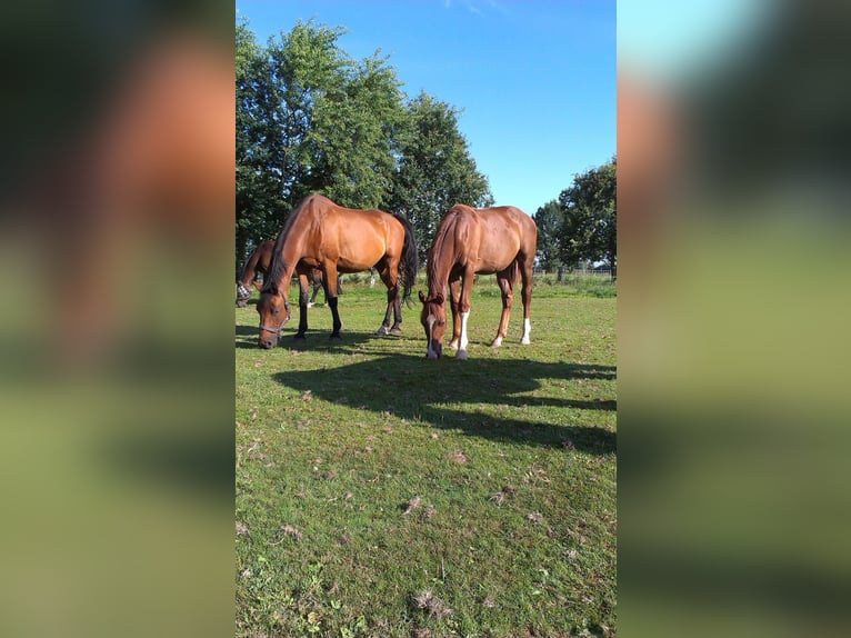 Holstein Mare 16 years 17 hh Brown in Klein Offenseth-Sparrieshoop