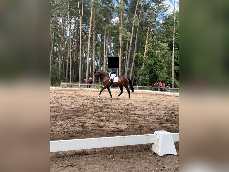 Holstein Mare 16 years 17,2 hh Brown in Lüneburg
