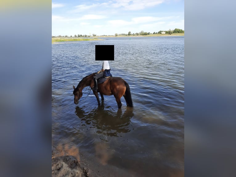Holstein Mare 16 years 17,2 hh Brown in Lüneburg