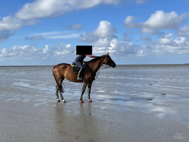 Holstein Mare 16 years 17,2 hh Brown in Lüneburg