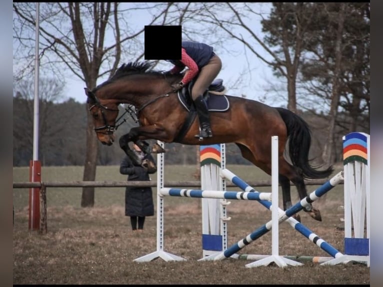 Holstein Mare 16 years 17,2 hh Brown in Lüneburg