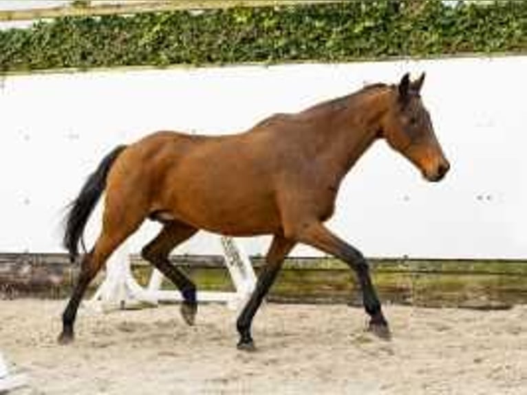 Holstein Mare 17 years 15,2 hh Brown in Waddinxveen