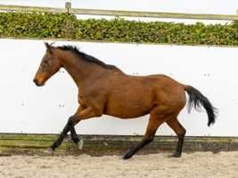 Holstein Mare 17 years 15,2 hh Brown in Waddinxveen