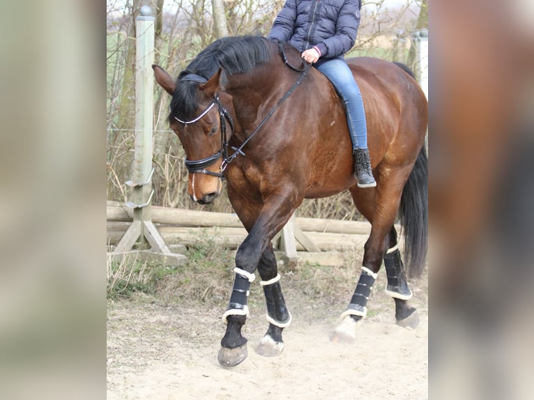 Holstein Mare 17 years 16,1 hh Brown in Rostock