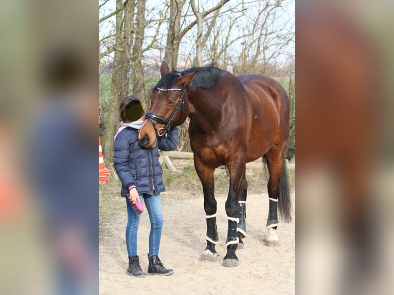 Holstein Mare 17 years 16,1 hh Brown in Rostock