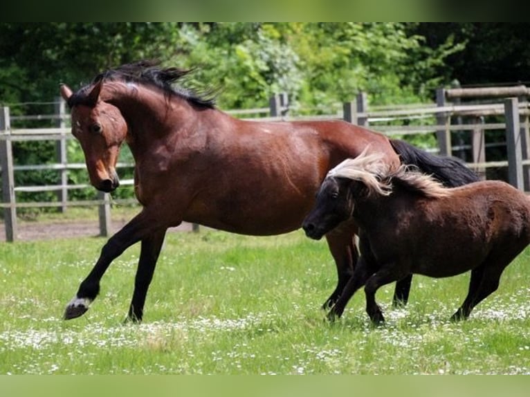 Holstein Mare 17 years 16,1 hh Brown in Neumünster