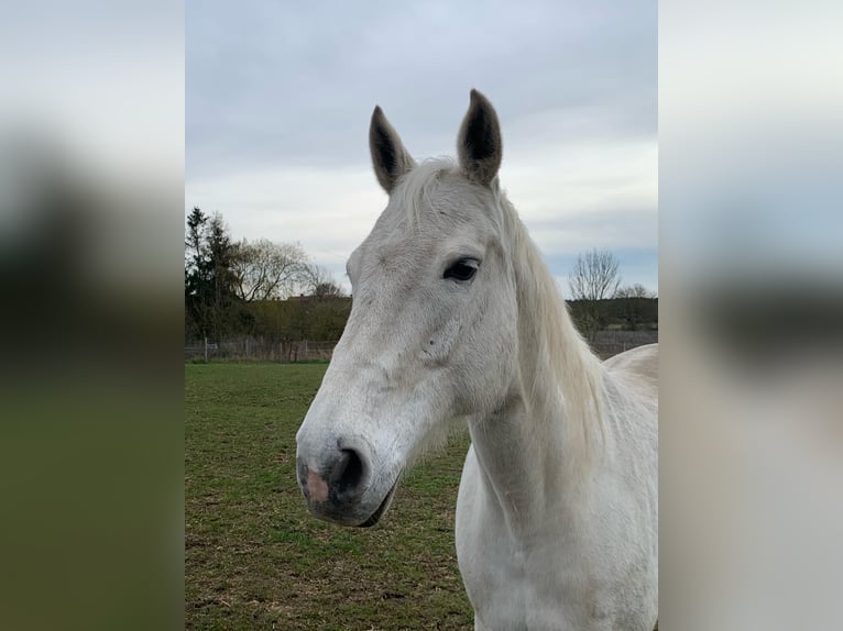 Holstein Mare 17 years 16,1 hh Gray in Userin