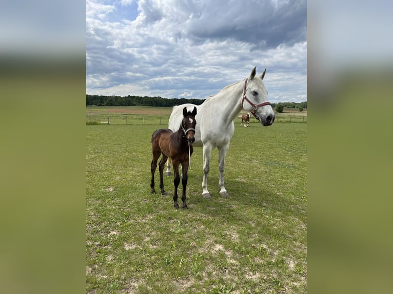 Holstein Mare 17 years 16,1 hh Gray in Userin