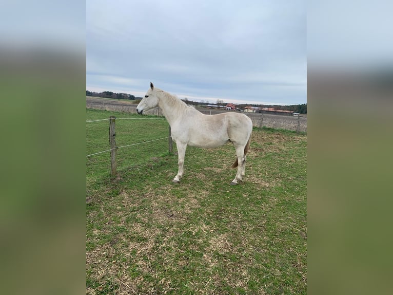 Holstein Mare 17 years 16,1 hh Gray in Userin