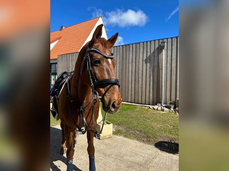 Holstein Mare 17 years 16.2 hh Chestnut-Red in Rieps
