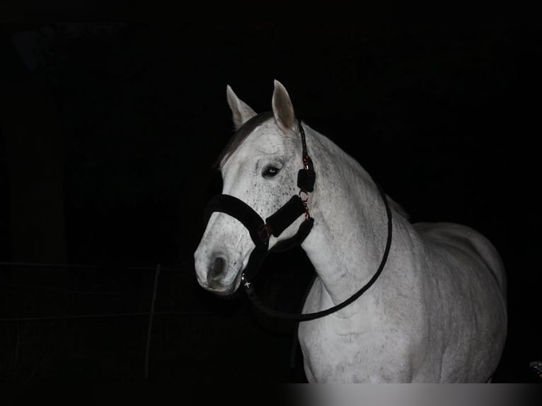 Holstein Mare 17 years 16,2 hh Gray in Sulingen