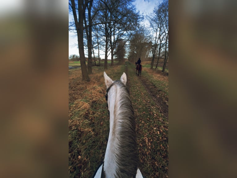 Holstein Mare 17 years 16,2 hh Gray in Sulingen