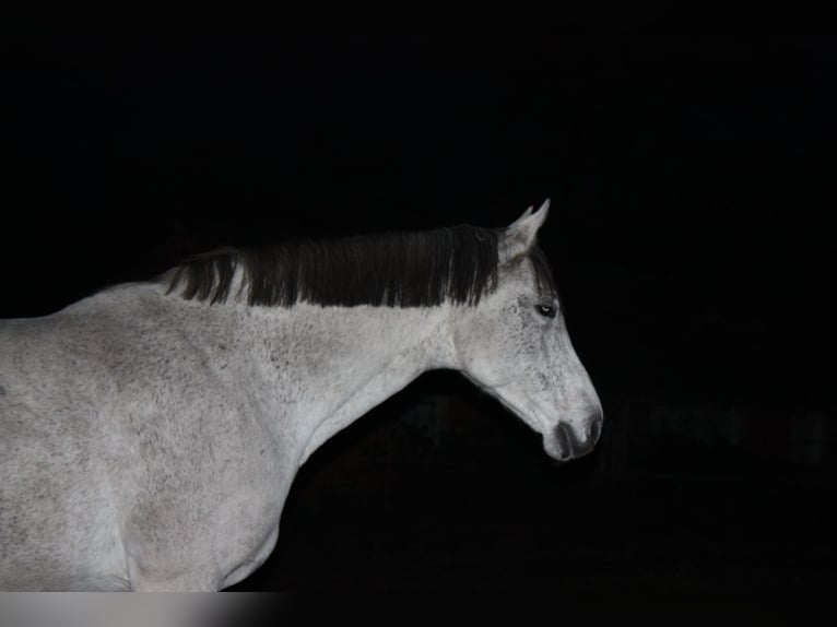 Holstein Mare 17 years 16,2 hh Gray in Sulingen