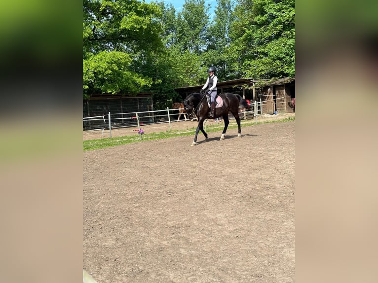 Holstein Mare 17 years 16,3 hh Bay-Dark in Bordesholm