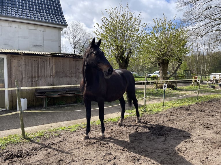 Holstein Mare 17 years 16,3 hh Bay-Dark in Bordesholm