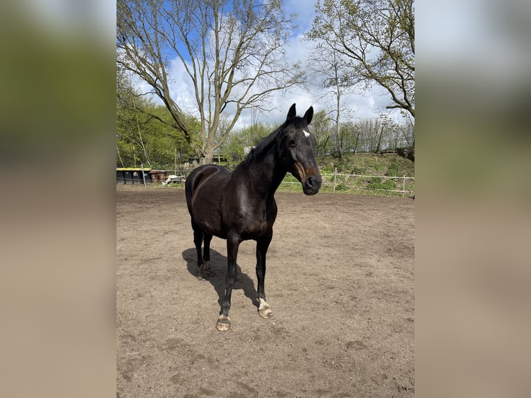 Holstein Mare 17 years 16,3 hh Bay-Dark in Bordesholm