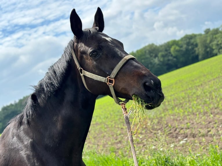 Holstein Mare 17 years 16,3 hh Bay-Dark in Bordesholm