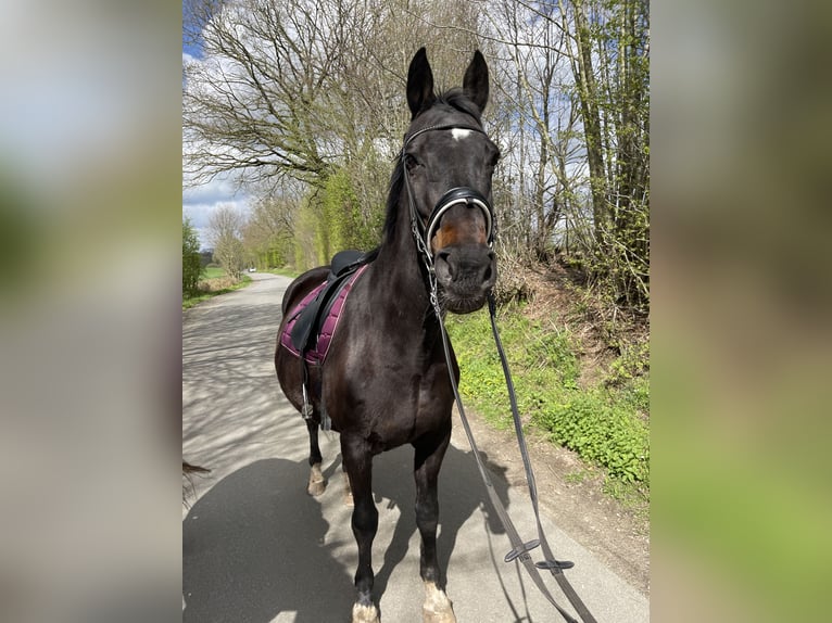 Holstein Mare 17 years 16,3 hh Bay-Dark in Bordesholm