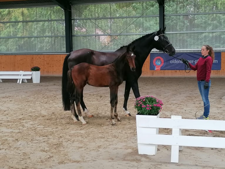 Holstein Mare 17 years 16.3 hh  in Uslar