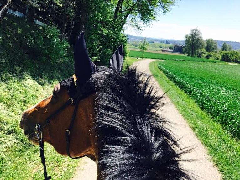 Holstein Mare 17 years 16,3 hh Brown in Allensbach