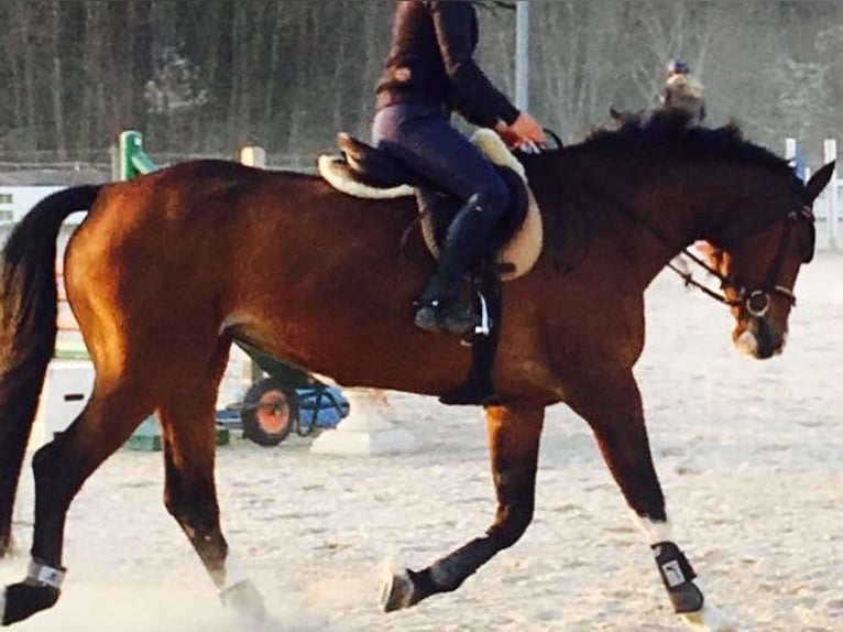 Holstein Mare 17 years 16,3 hh Brown in Allensbach