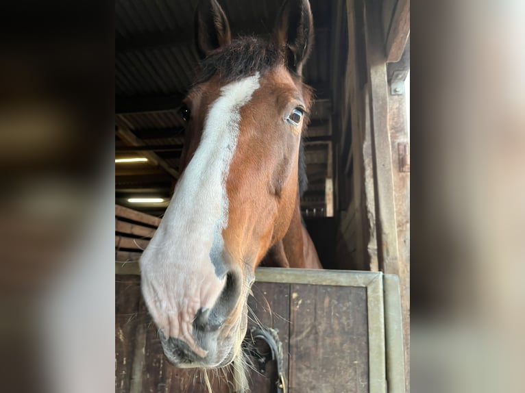 Holstein Mare 17 years 16,3 hh Brown in Allensbach