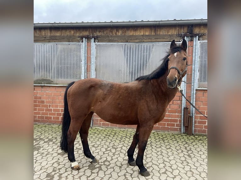 Holstein Mare 17 years 16 hh Brown in B&#xFC;nde