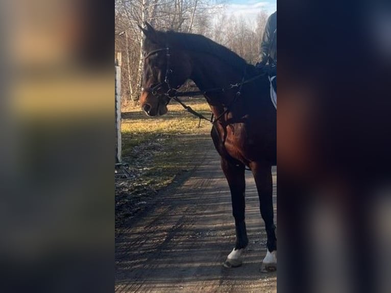 Holstein Mare 17 years 16 hh Brown in Mietingen