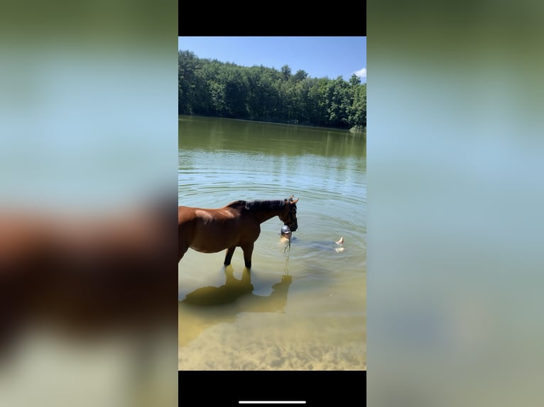 Holstein Mare 17 years 16 hh Brown in Teupitz