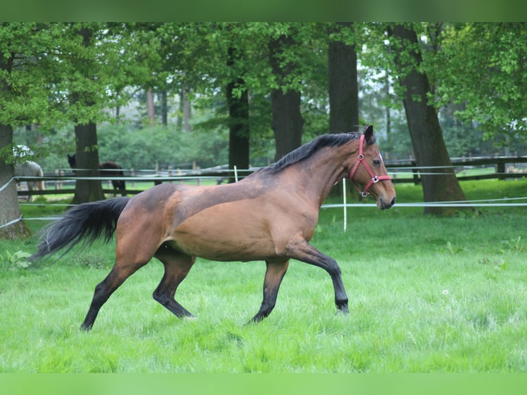 Holstein Mix Mare 17 years 16 hh Brown in Soltau