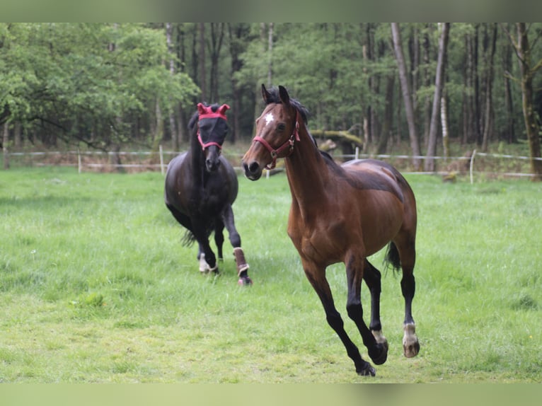 Holstein Mix Mare 17 years 16 hh Brown in Soltau