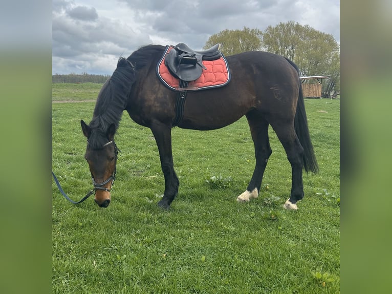 Holstein Mare 17 years 16 hh Brown in Neukalen