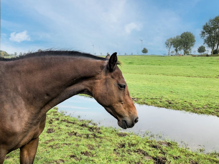 Holstein Mare 17 years 16 hh Brown in Wöhrden