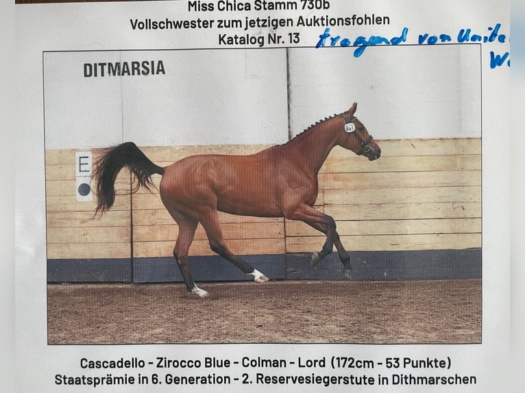 Holstein Mare 17 years 16 hh Brown in Wöhrden