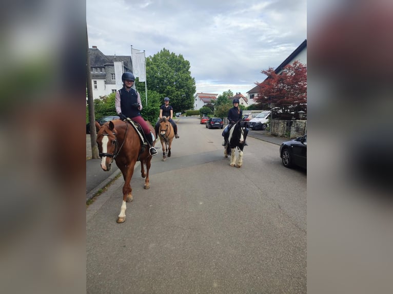 Holstein Mare 17 years 16 hh Chestnut-Red in Oberursel