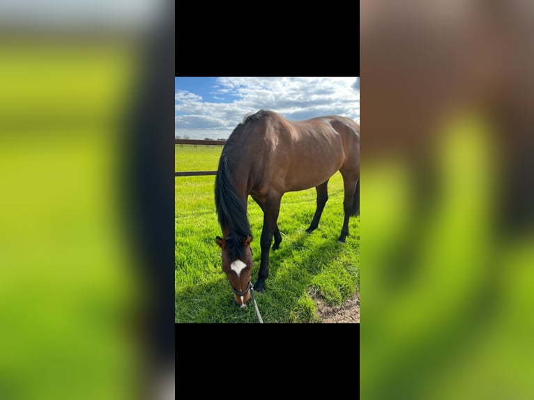 Holstein Mare 17 years 16,1 hh Brown in Schellhorn