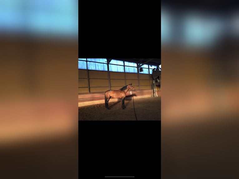 Holstein Mare 17 years 16,1 hh Brown in Schellhorn