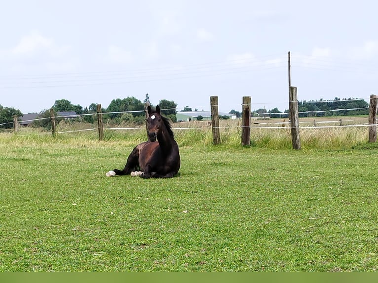 Holstein Mare 17 years 16,2 hh Bay-Dark in Kamp-Lintfort