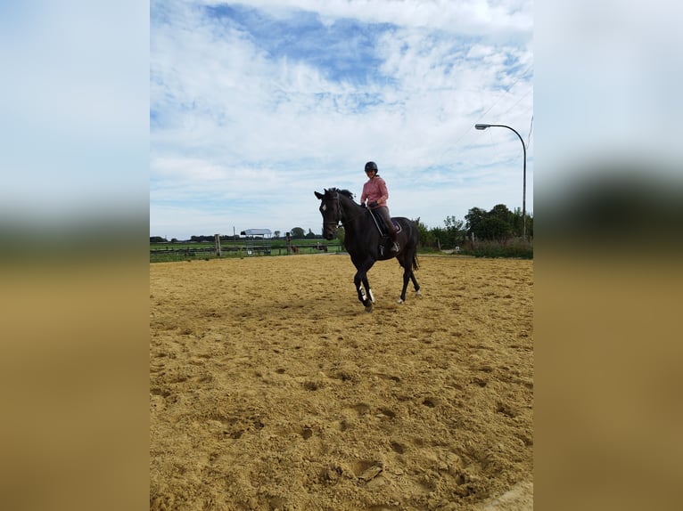 Holstein Mare 17 years 16,2 hh Bay-Dark in Kamp-Lintfort