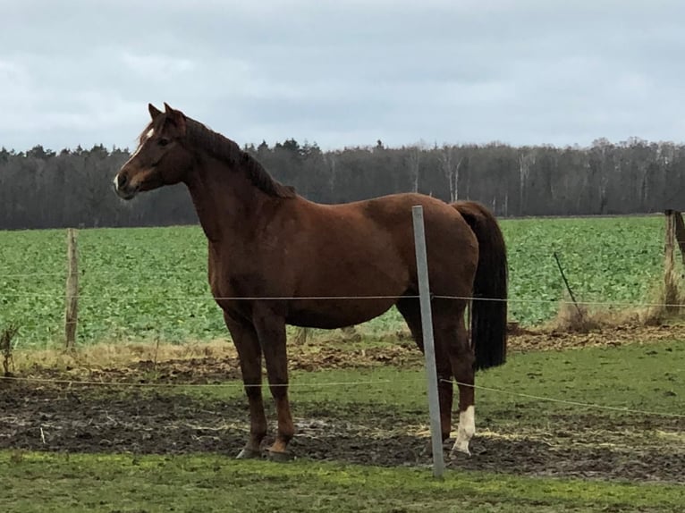 Holstein Mare 17 years 16,2 hh Chestnut in Oudenaarde