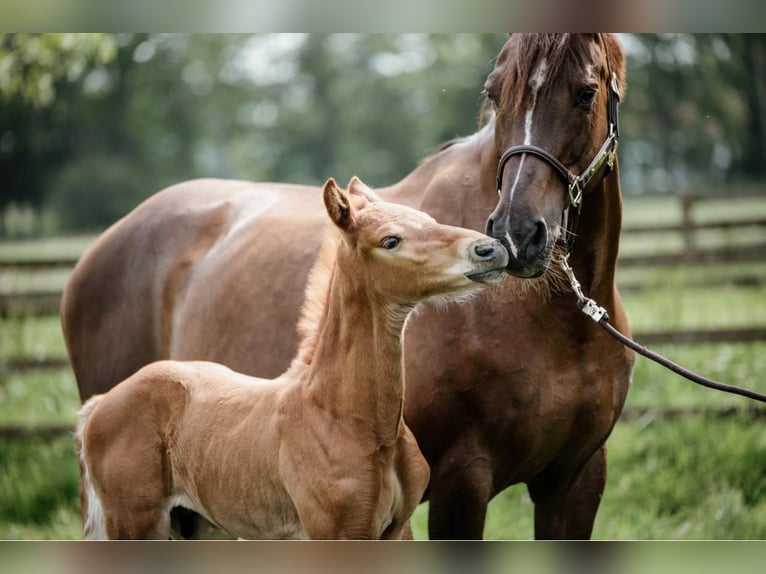 Holstein Mare 17 years 16,2 hh Chestnut in Oudenaarde