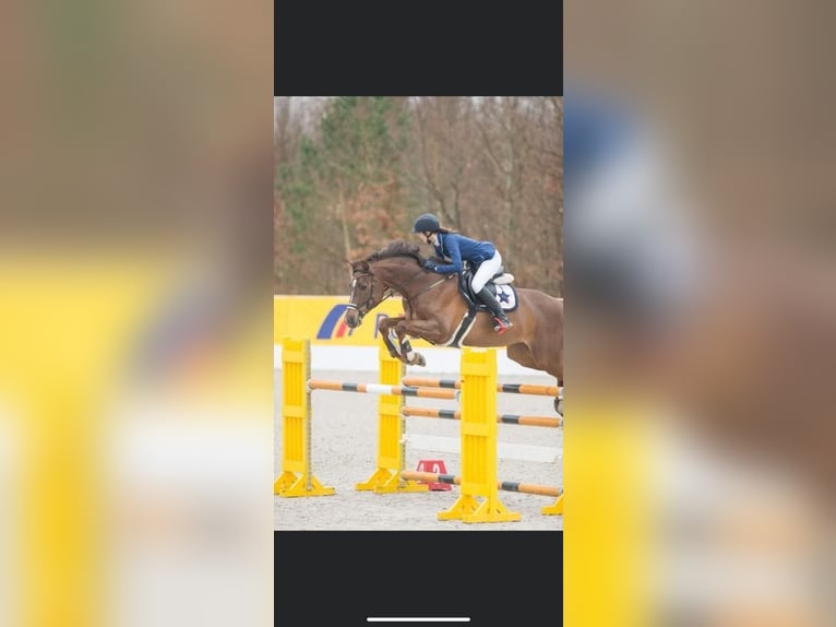 Holstein Mare 17 years 16,2 hh Chestnut in Oudenaarde