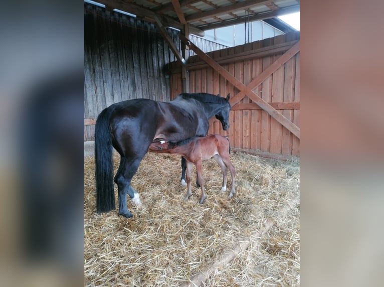 Holstein Mare 17 years 16,3 hh  in Uslar