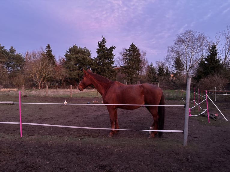 Holstein Mare 17 years 17 hh Chestnut-Red in Ziethen