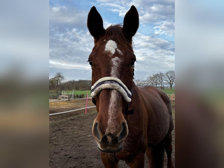 Holstein Mare 17 years 17 hh Chestnut-Red in Ziethen