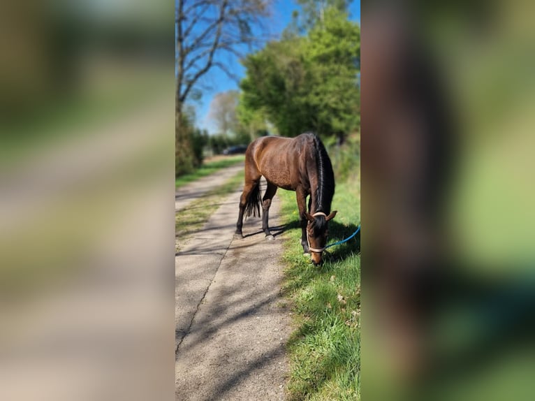 Holstein Mare 18 years 15.2 hh Brown in Silzen