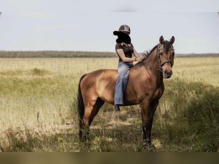 Holstein Mare 18 years 15.2 hh Brown in Silzen