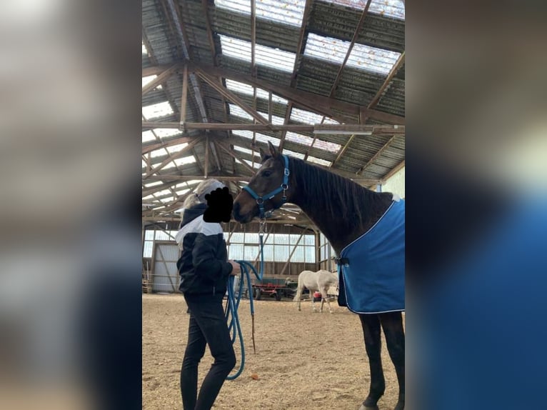 Holstein Mare 18 years 15.2 hh Brown in Silzen