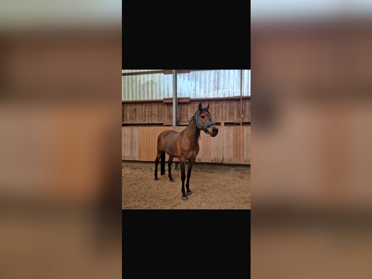 Holstein Mare 18 years 15.2 hh Brown in Silzen