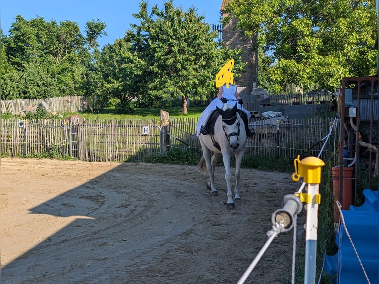 Holstein Mare 18 years 15.2 hh Grey-Dapple in Warnow